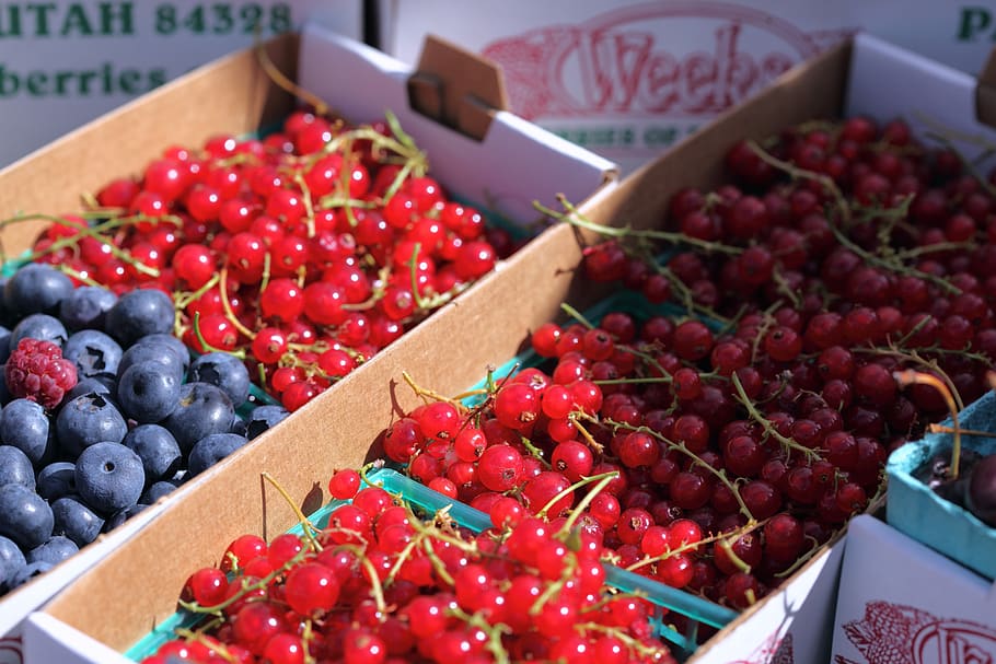 summer, berries, fruit, farmer's market, entrepreneurship, farm to table, fresh, produce, raw, healthy