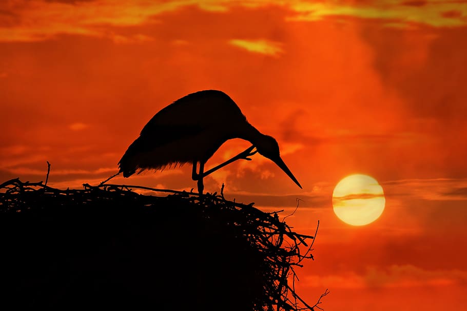 stork, bird, animal, nest, scratching, leg, head, beak, sunset, silhouette