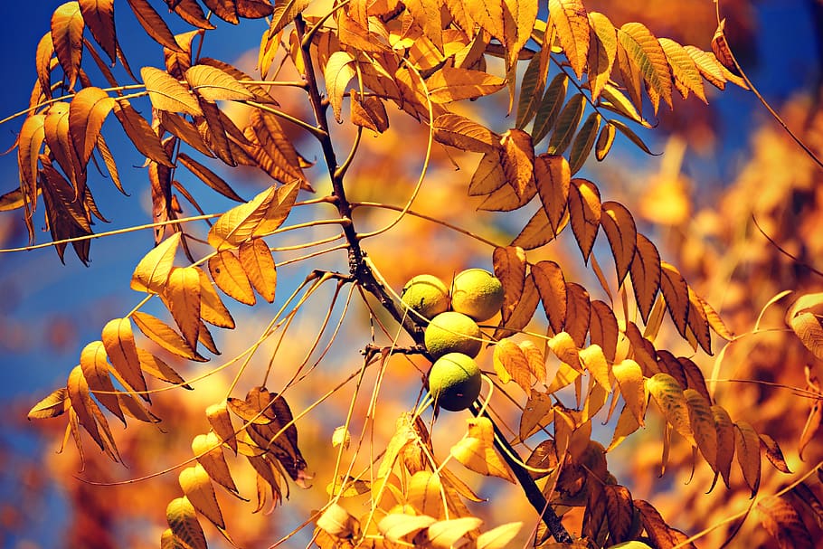 nuez inglesa, nuez común, juglans regia, nuez, nutrición, árbol, rama, hojas, otoño, dorado