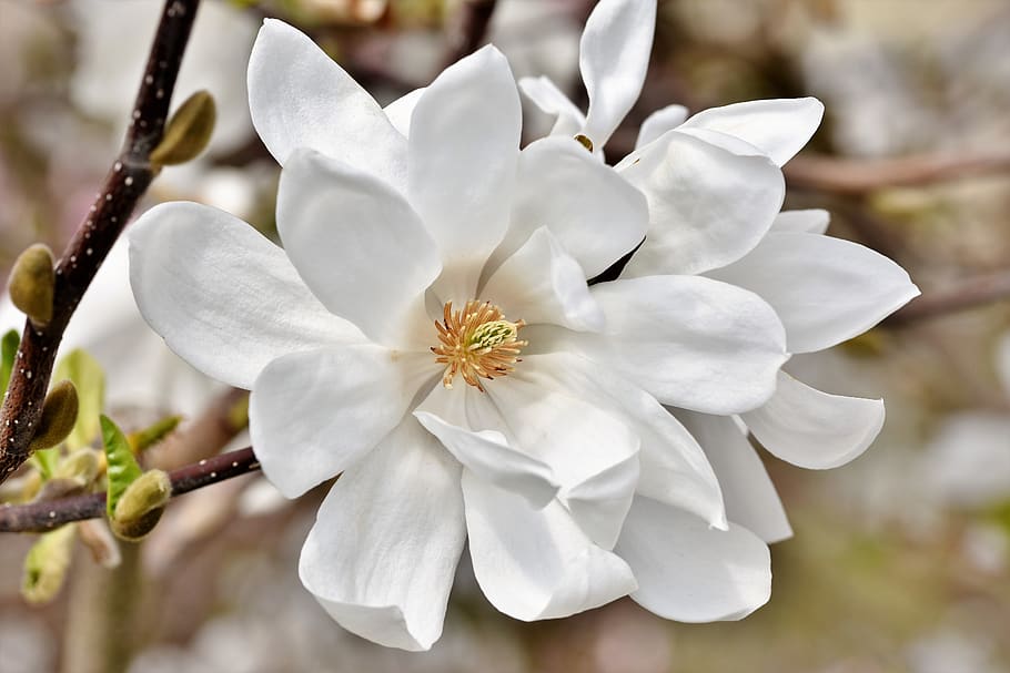magnolia, pohon magnolia, bunga, magnoliengewaechs, magnolia blossom, warna merah muda, frühlingsblüher, kuncup, mekar, menanam
