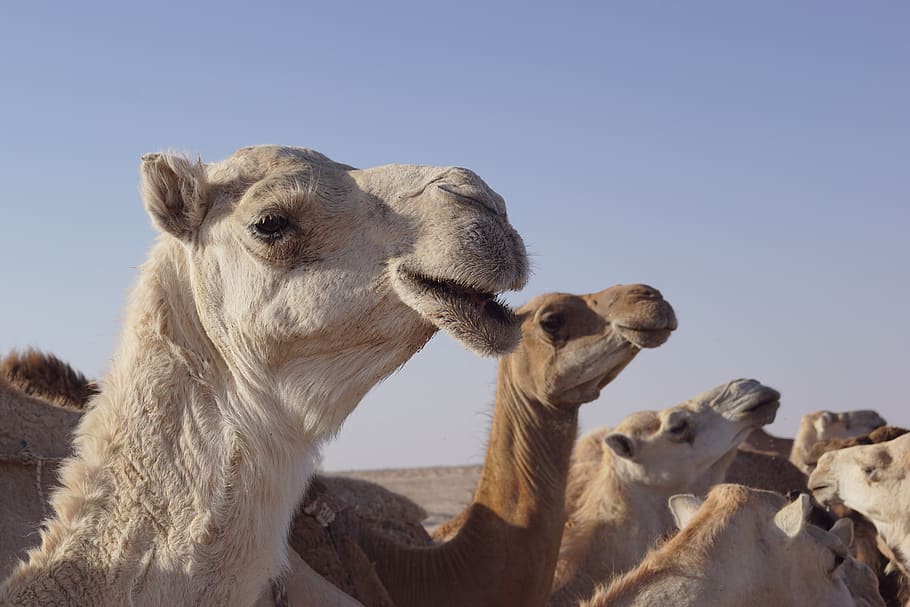 camel, wild, animal, nature, mammal, wildlife, desert, zoo, hump, safari