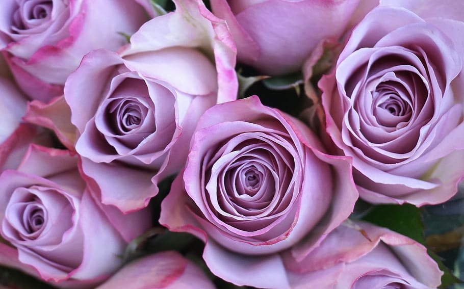 rosas, púrpura, flores, romántico, papel tapiz rosa, Flor, rosa, planta floreciendo, belleza en la naturaleza, planta