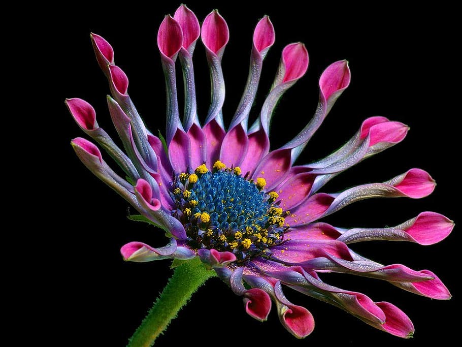 african daisy, flower, nature, flora, beautiful, color, bloom, blossom, plant, purple