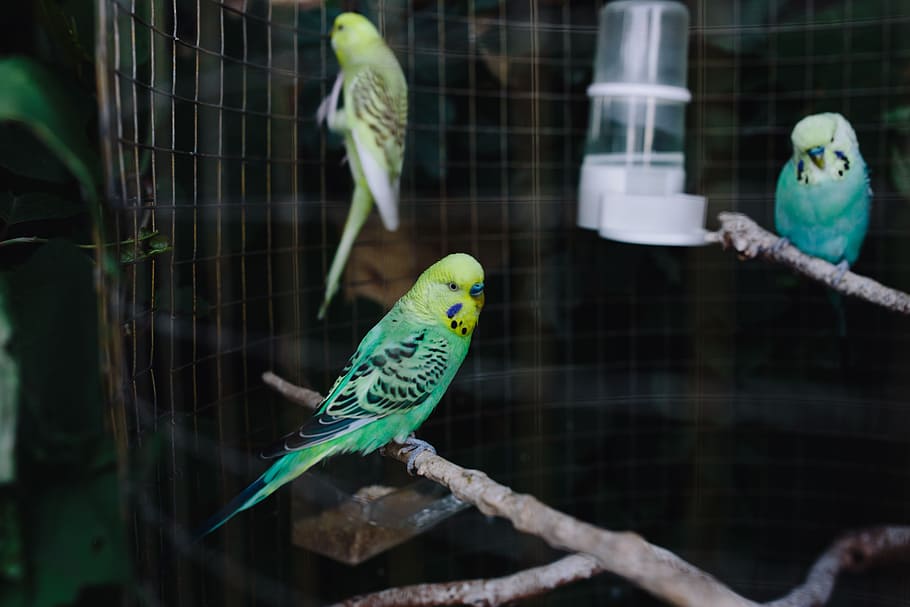 cute, colorful, budgies, cage, pet, animal, sweet, bird, domestic, parrot