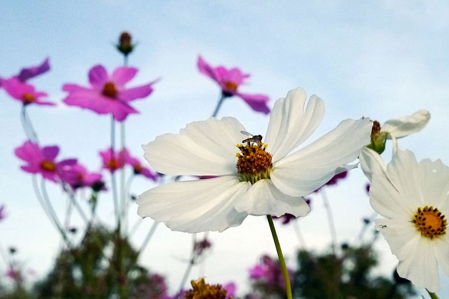 putih, bunga kosmos, tumbuh, bidang., tanaman kosmos, bunga merah muda, gambar bunga, foto bunga, gambar bunga indah, terbang