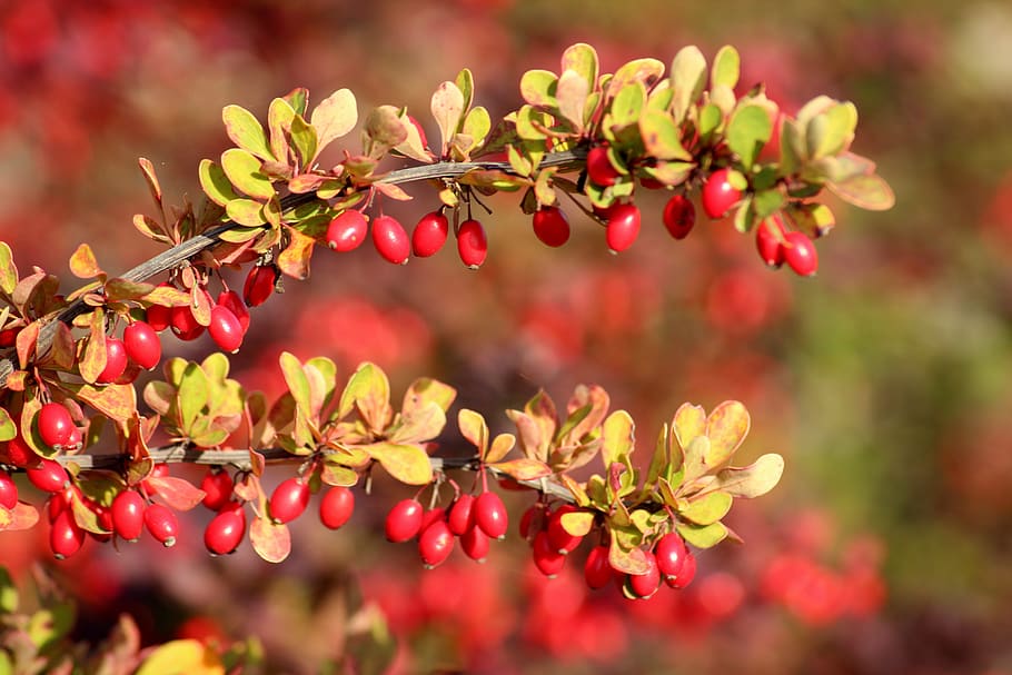 barberry, red fruits, autumn, red, nature, bush, berries, hedge, vegetation, food and drink