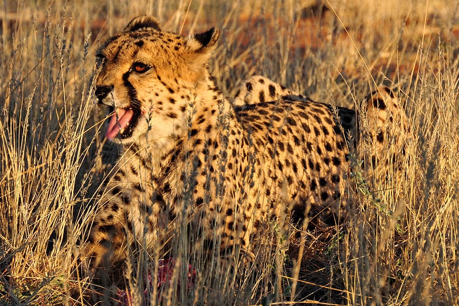 cheetah di afrika, hewan, afrika, kucing, safari, liar, margasatwa, hewan liar, tema hewan, hewan di alam liar