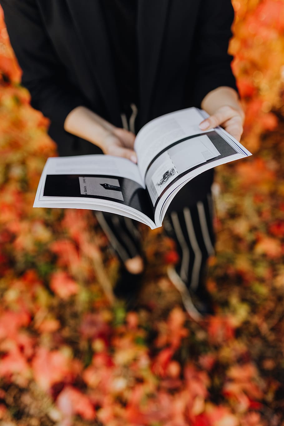 девушка, книга Grafconf, задний план, Красочный, листья, книга, Grafconf, Grafconf 2017, женщина, читатель