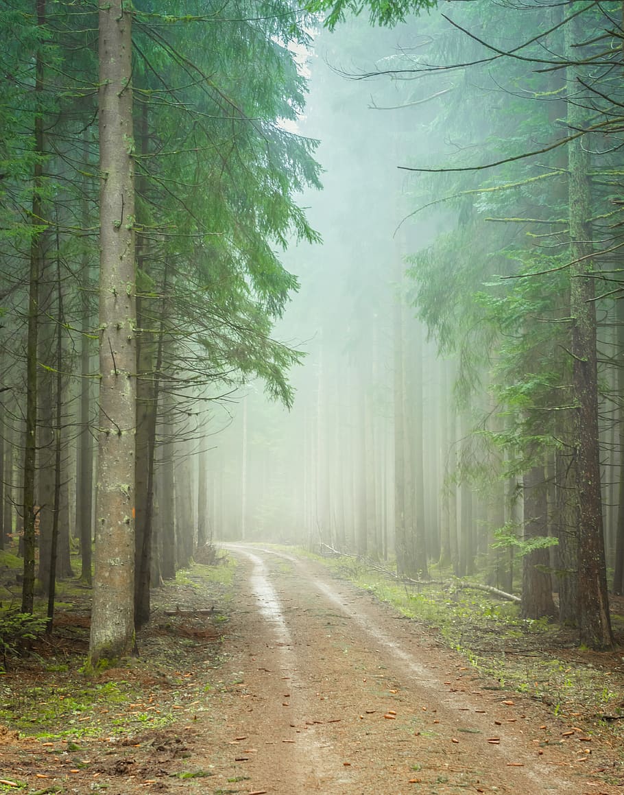 sendero del bosque, brumoso, trueb, bosque, morgenstimmung, frío, estado de ánimo, fresco, recuperación, árboles