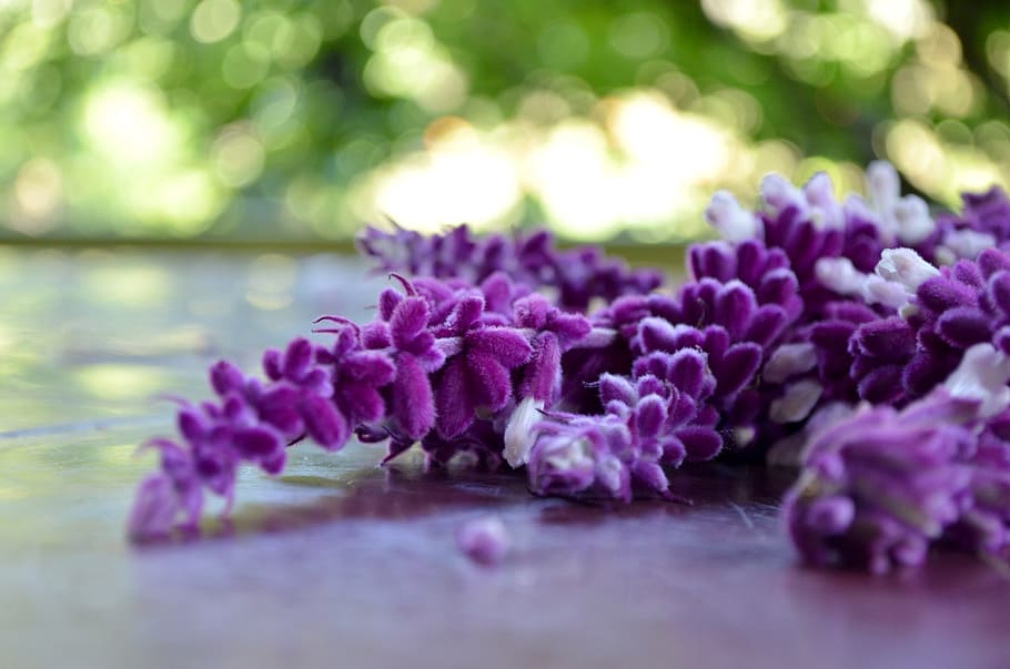 brotes violetas, colores, flores, naturaleza, Flor, púrpura, planta floreciente, frescura, planta, belleza en la naturaleza