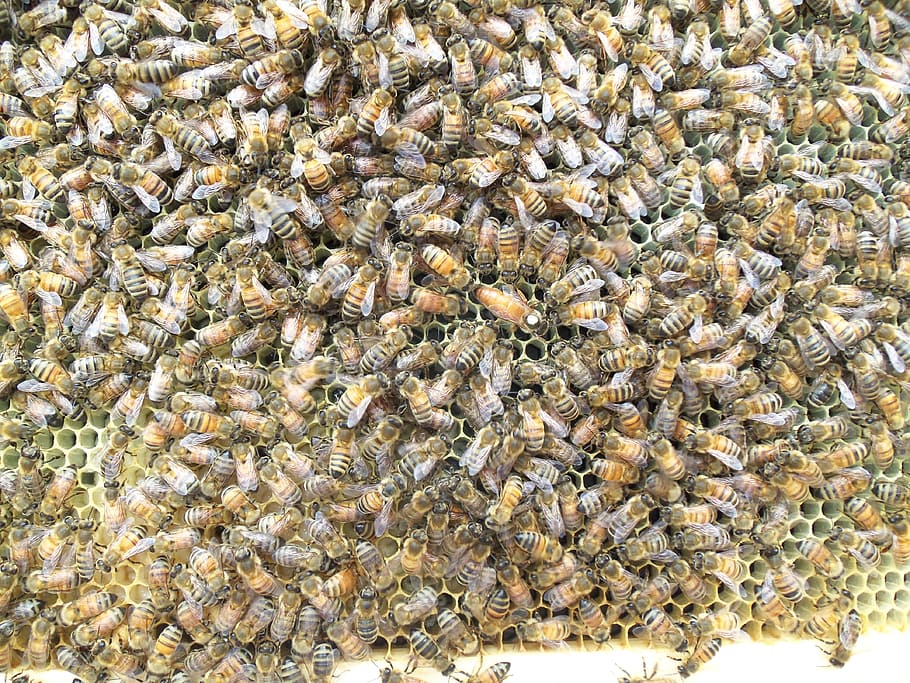honey bee, queen bee, hive, comb, wax, beekeeping, worker, animal themes, animal, large group of animals