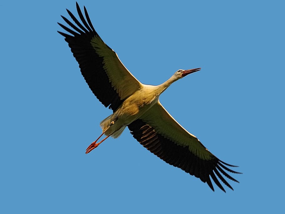 bird, habitat, stork, rattle stork, white stork, flying, nature, elegant, animal world, animal wildlife