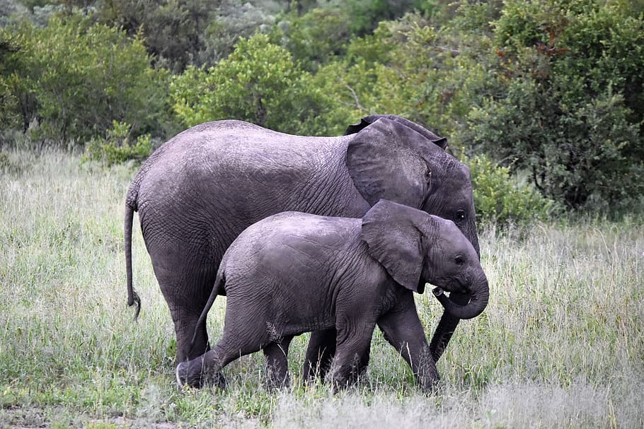 safari, africa, wildlife, elephants, nature, mammal, trunk, wilderness, wild, animals
