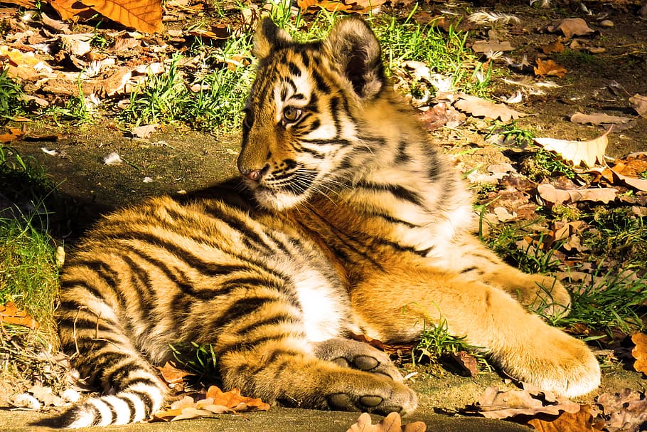 tigre, jovem tigre, gato grande, perigoso, fechar-se, bonito, curioso, atenção, nuremberg, jardim de infância