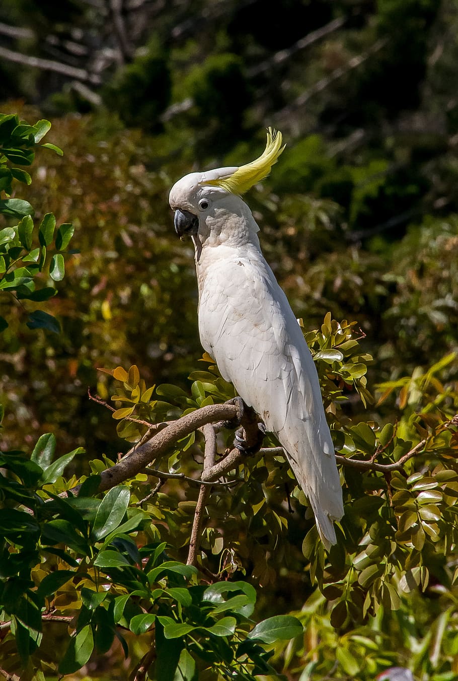 sulphur crested cockatoo, parrot, cacatua galerita, bird, feather