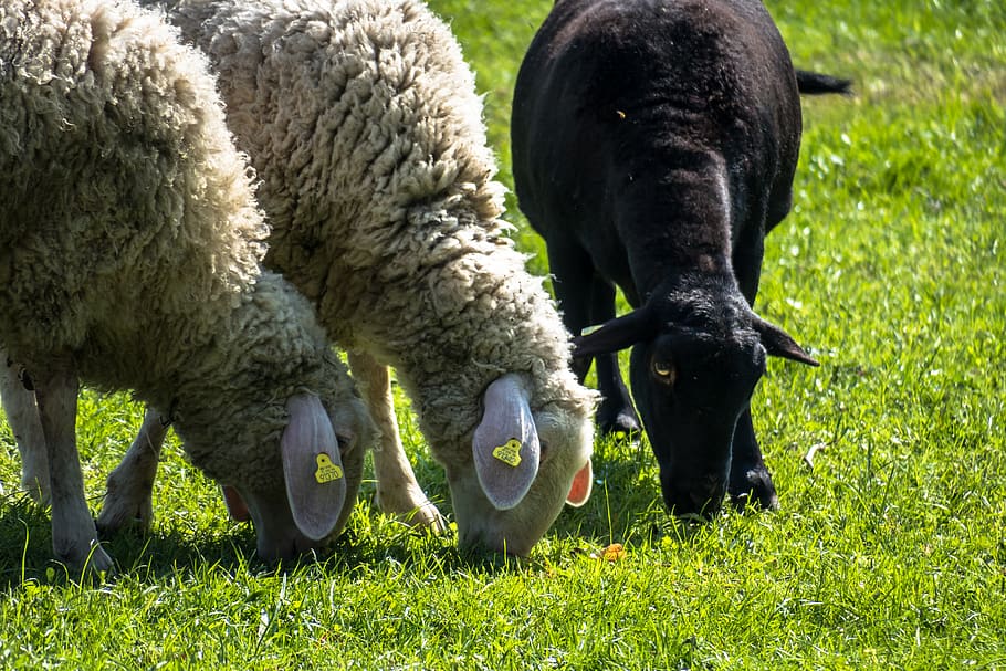 sheep, graze, black sheep, eat, meadow, grass, pasture, farm, agriculture, cattle