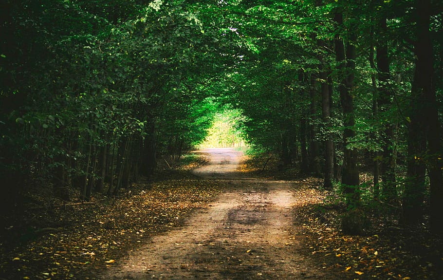 forest, way, landscape, tree, nature, the path, forests, scenery, scene, green