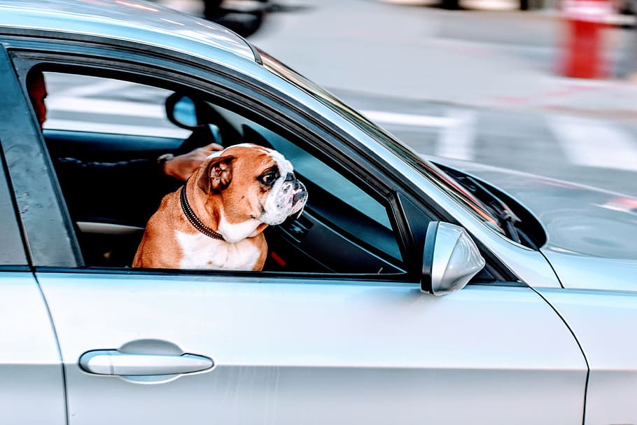 pug, dog, pet, animal, car, vehicle, travel, road, trip, motor vehicle