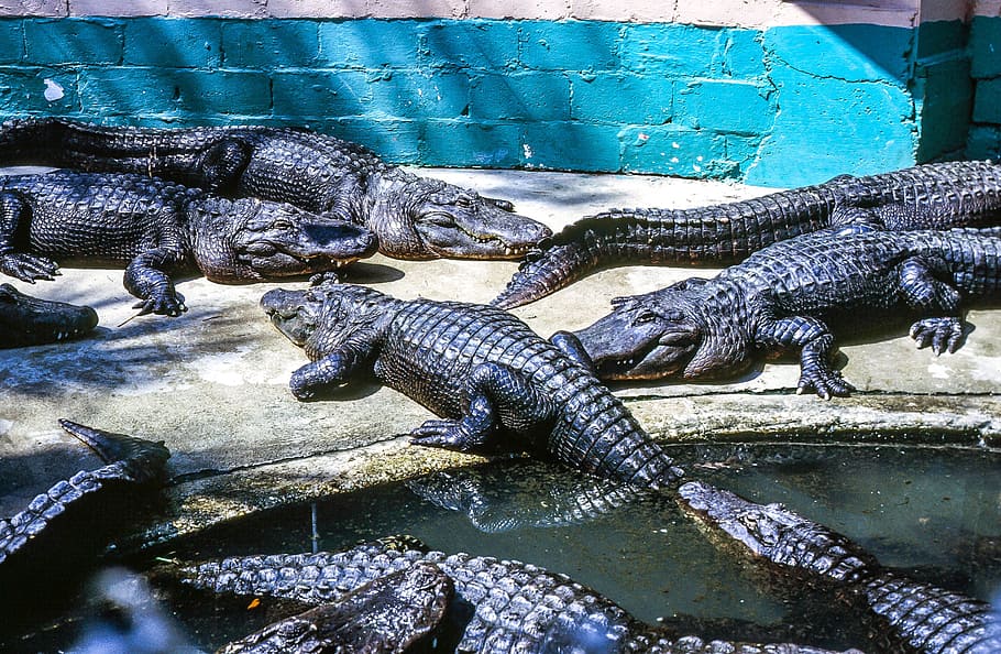 group, alligators, resting, alligator farm, alligator, animal, carnivore, danger, farm, outdoors