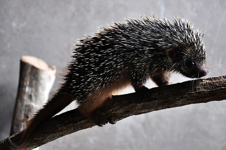 prehensile tailed porcupine baby