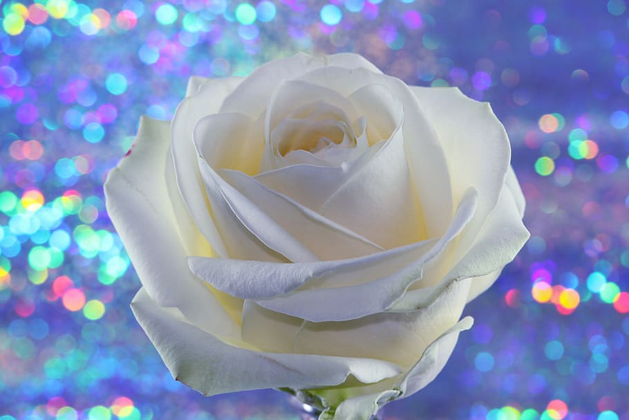 blanco, flor, flor de rosa, romántico, amor, día de san valentín, alegría, dar, cumpleaños, día de la madre