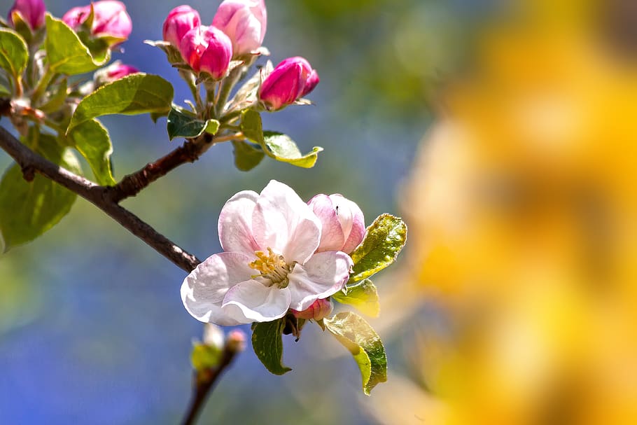 apel mekar, mekar, bunga, musim semi, lenz, kebangkitan, alam, kecambah, pohon, hortikultura