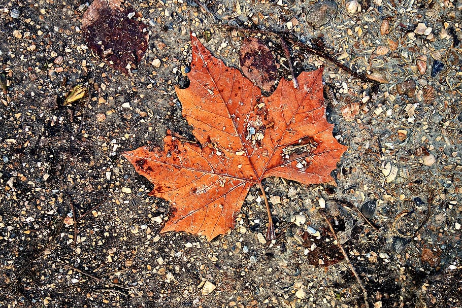 leaf, autumn leaf, autumn colors, surface, path, soil, stones, gravel, grit, shell