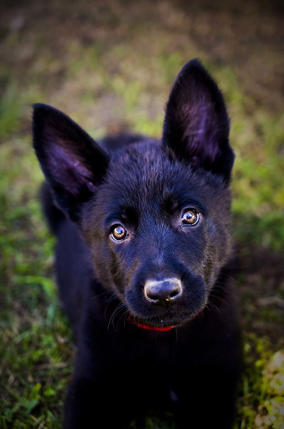 german shepherd, puppy, animal, dog, black, mammal, one animal, domestic animals, pets, domestic