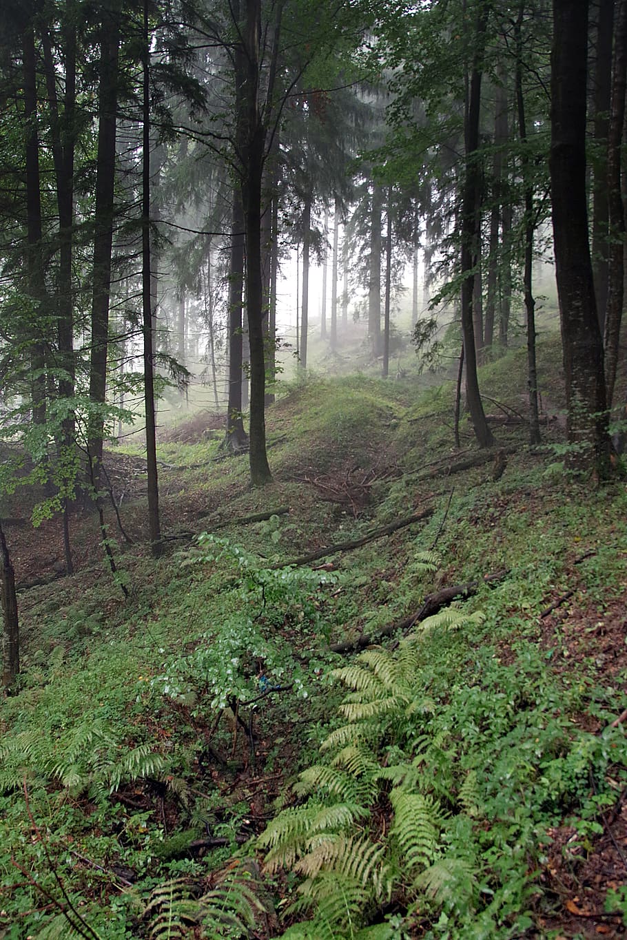 forest, the fog, tree, slope, mountains, fern, spruce, pine, climatically, mystery