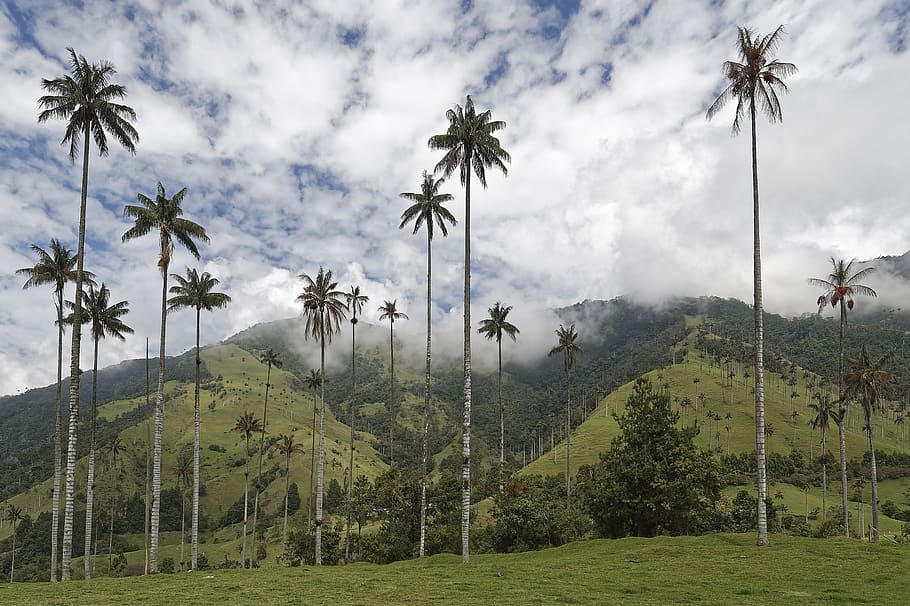 colombia, palm trees, cocora valley, wax palm trees, valle del cocora, tree, landscape, tropical, nature, plant