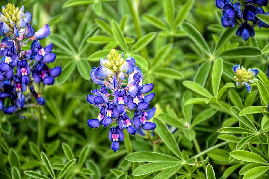 bluebonnet, wildflower, texas, flower, field, spring, blossom, landscape, nature, springtime
