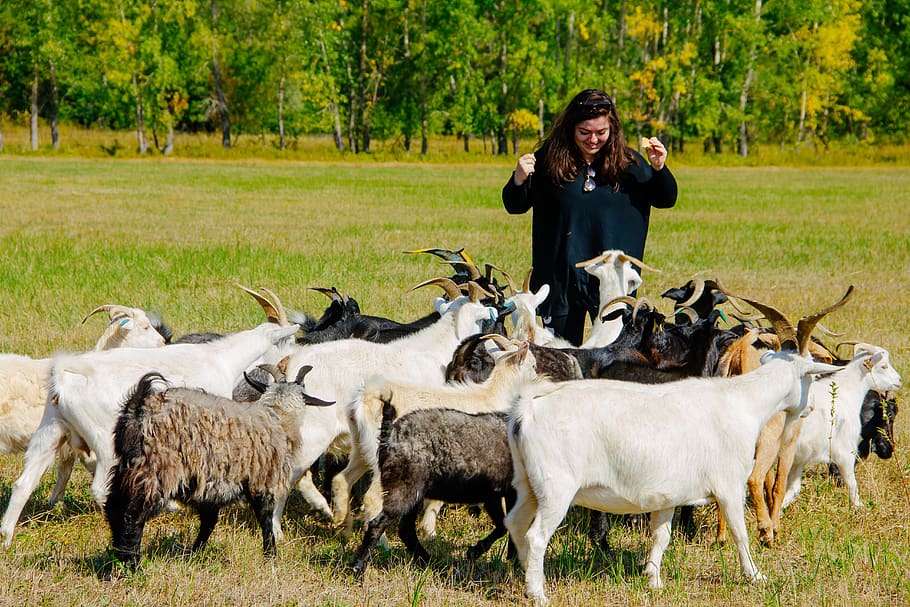 goats, russia, field, animals, farm, pasture, group of animals, real  people, grass, plant | Pxfuel