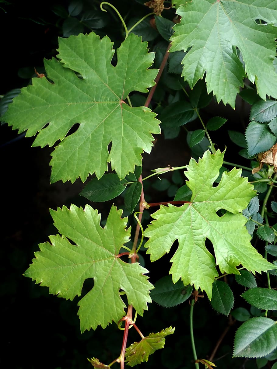 leaves, grape vine, garden nature, leaf, plant part, green color, growth, plant, nature, beauty in nature