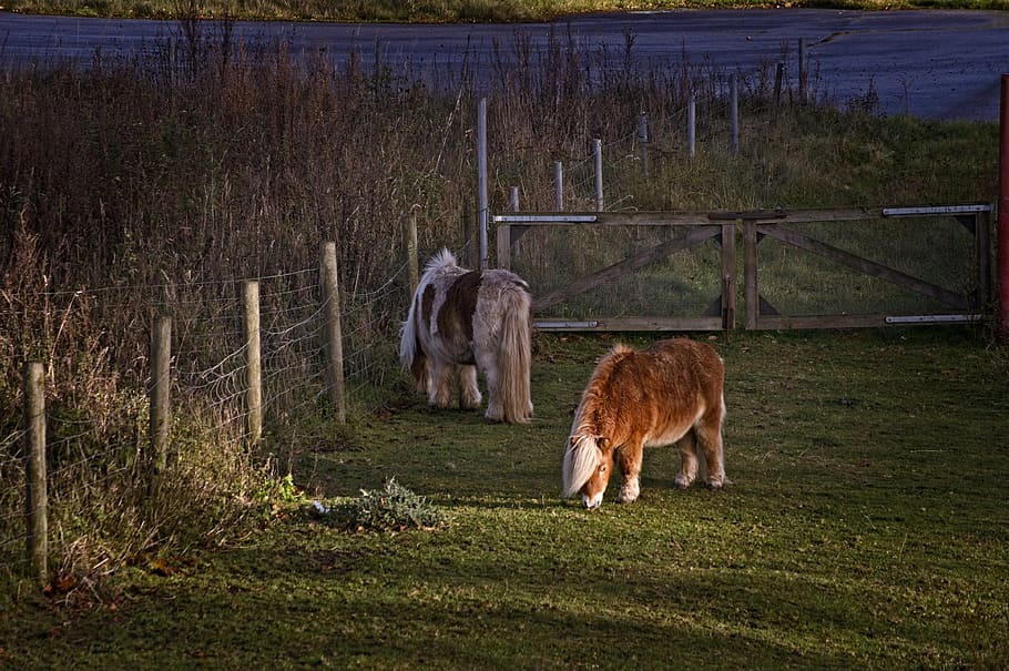 horse, horses, pony, the pony, animals, pasture, outdoor, shetland pony, grass, hage