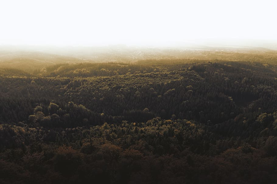 paisaje de otoño, niebla, montañas., Scenics: naturaleza, belleza en la naturaleza, medio ambiente, paisaje, tranquilidad, planta, escena tranquila