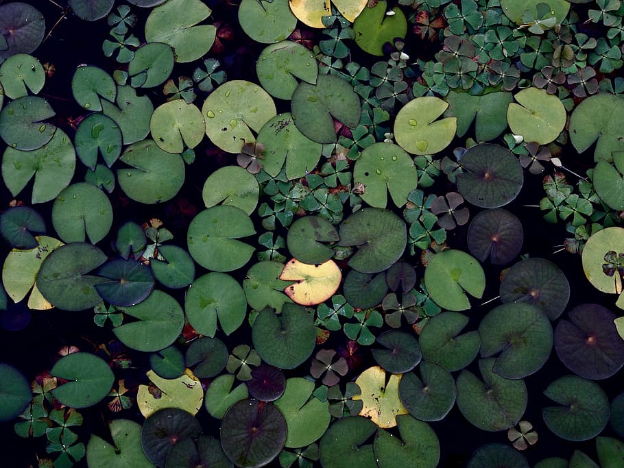 lily pads, green, water, pond, nature, leaf, plant part, green color, growth, plant