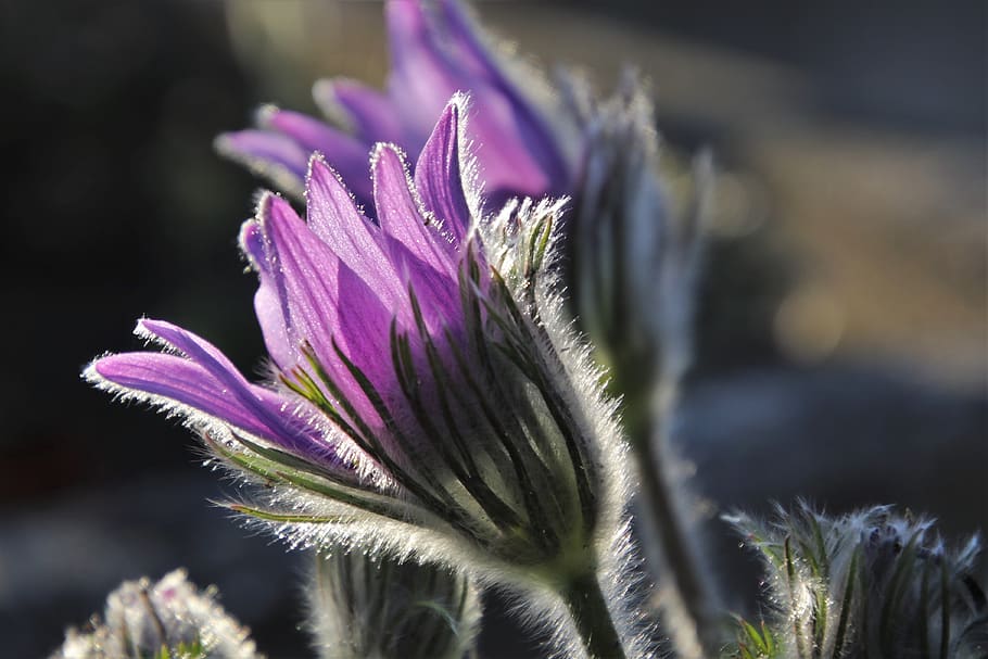 sasanka, the smell of, fluffy, pasqueflower, violet, hdr, plant, figure, flowers, fluff