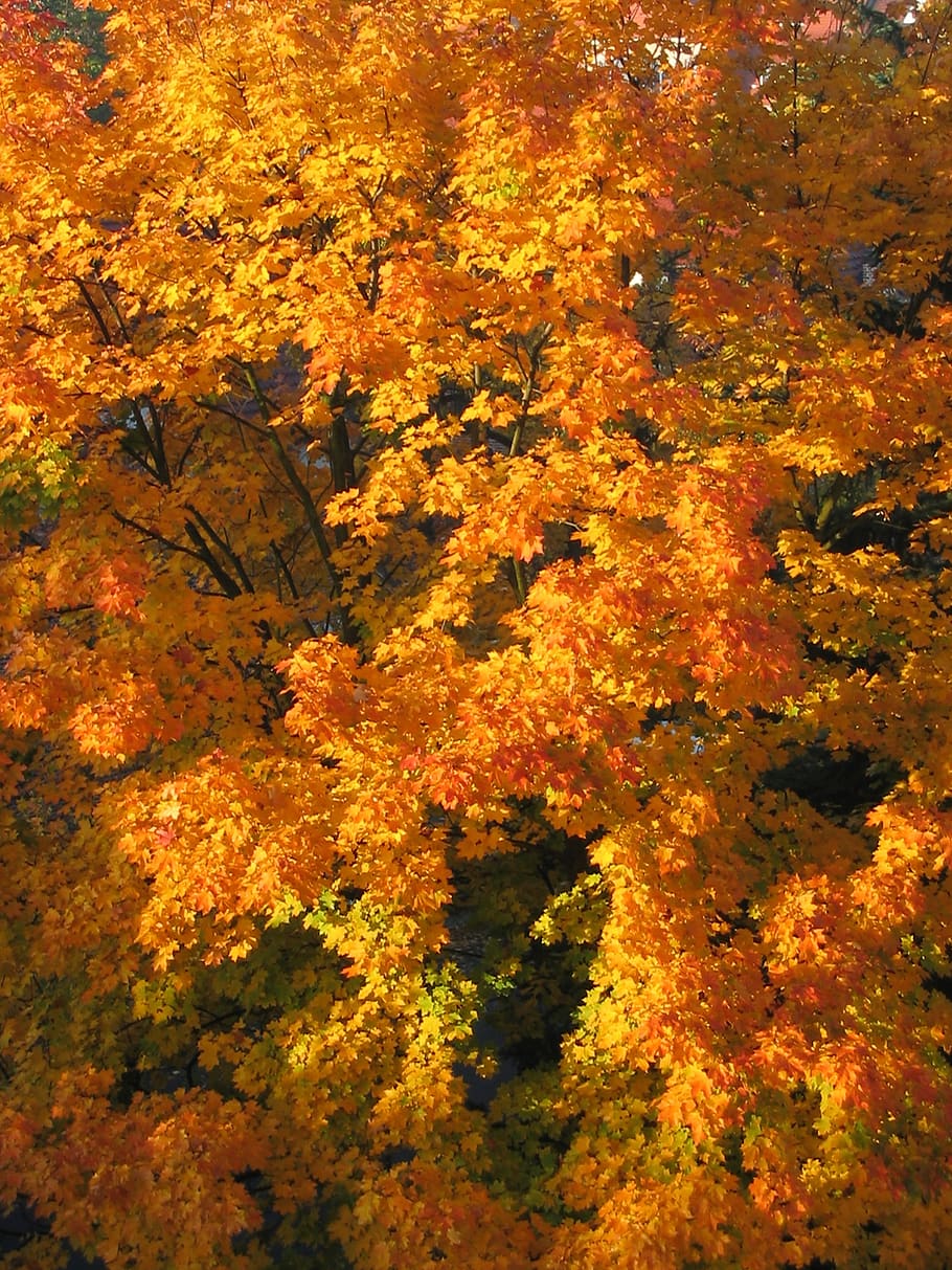 autumn, nature, colors, colour, gold, bile, season, foliage, plant, the background