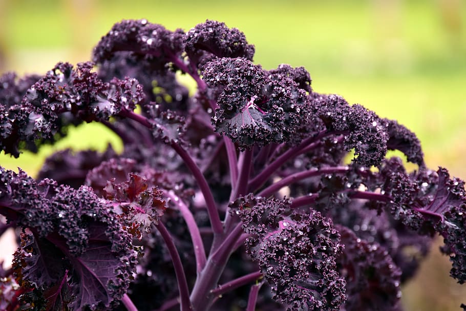 kohl, kale, red green cabbage, redbor, leaves, vitamins, healthy, food, cultivation, garden