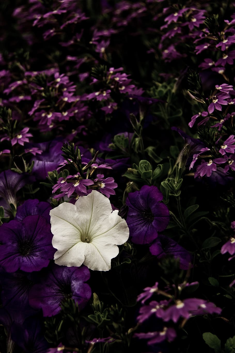 flor, violeta, morado, blanco, solo, flores, planta, naturaleza, floración,  flora | Pxfuel