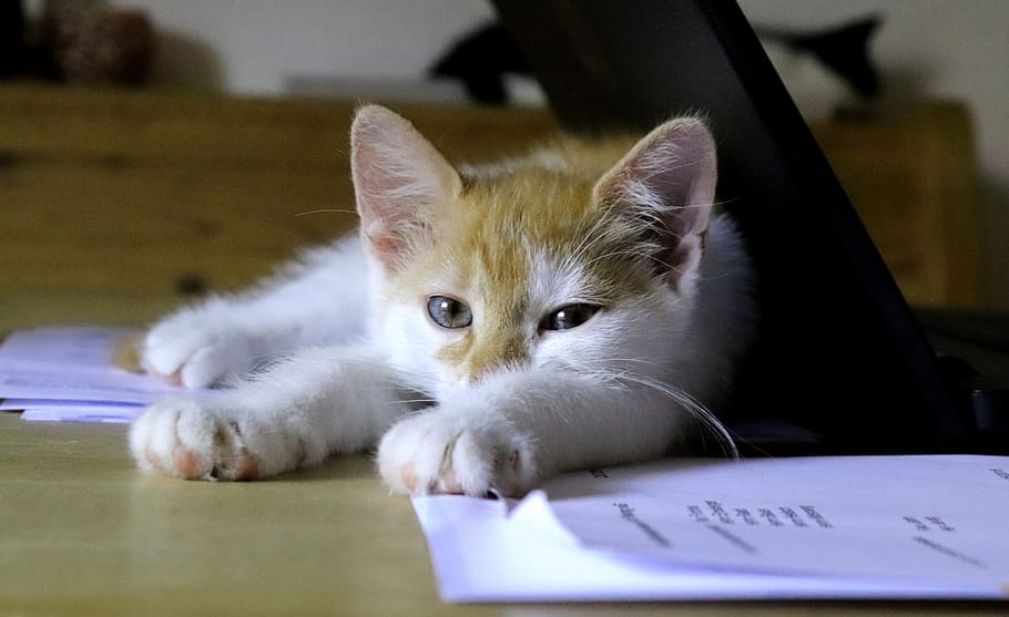 gato, sono, escritório, pausa, mesa, vermelho, branco, pausa para o almoço, laptop, papel