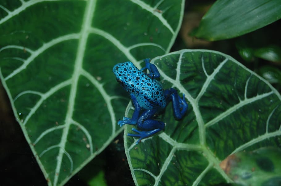 poison, blue, frog, nature, animal, reptile, plant part, leaf, green color, plant