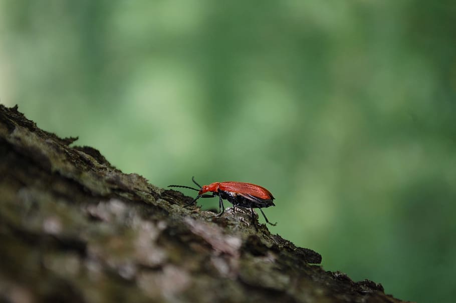 vermelho, besouro, inseto, casca, árvore, animais, verde, rastejar, pequeno, assustador