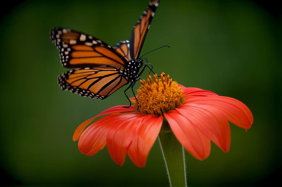 butterfly, flower, orange, nature, floral, beauty, background, macro, flowering plant, beauty in nature