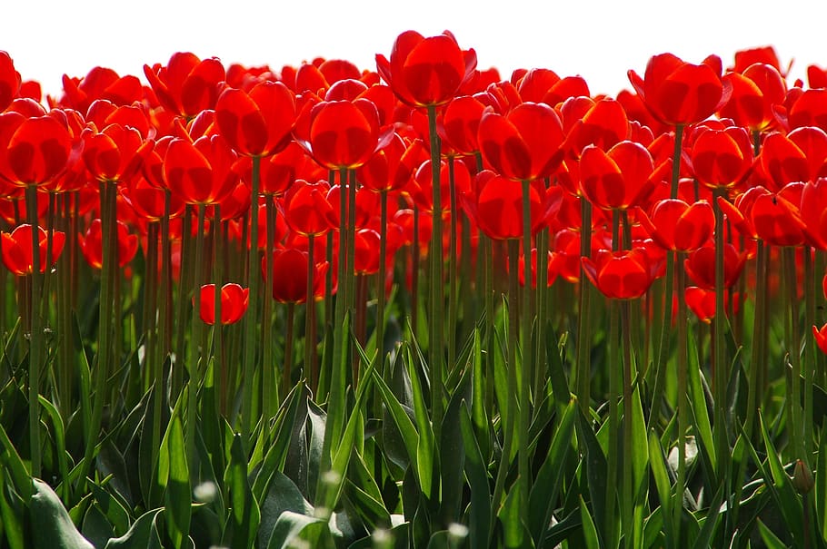 tulipa, planta, natureza, jardim, flores, grupo, sol, um ao lado do outro, vermelho, beleza natural
