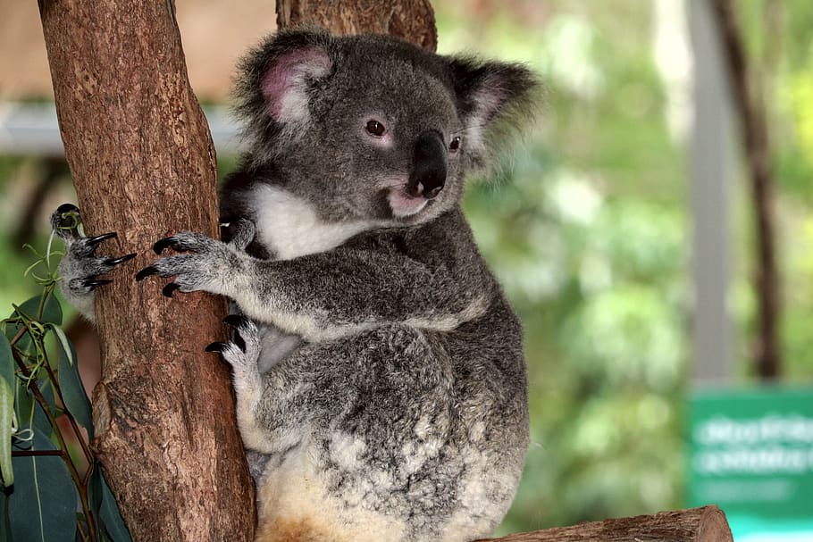 australia, koala, herbivorous, furry, nature conservation, eucalyptus, charming, zoo, jungle, animals