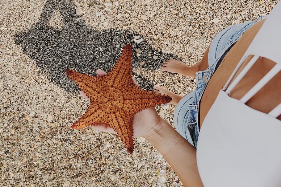 person holding starfish, nature, starfish, one person, animal wildlife, land, animals in the wild, high angle view, human body part, sand