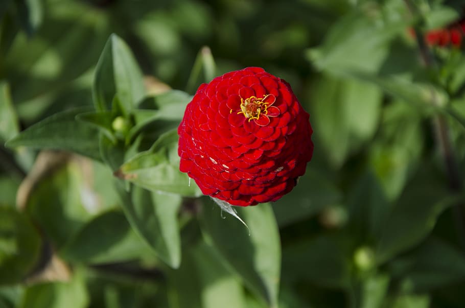 Red Zinnia Flower