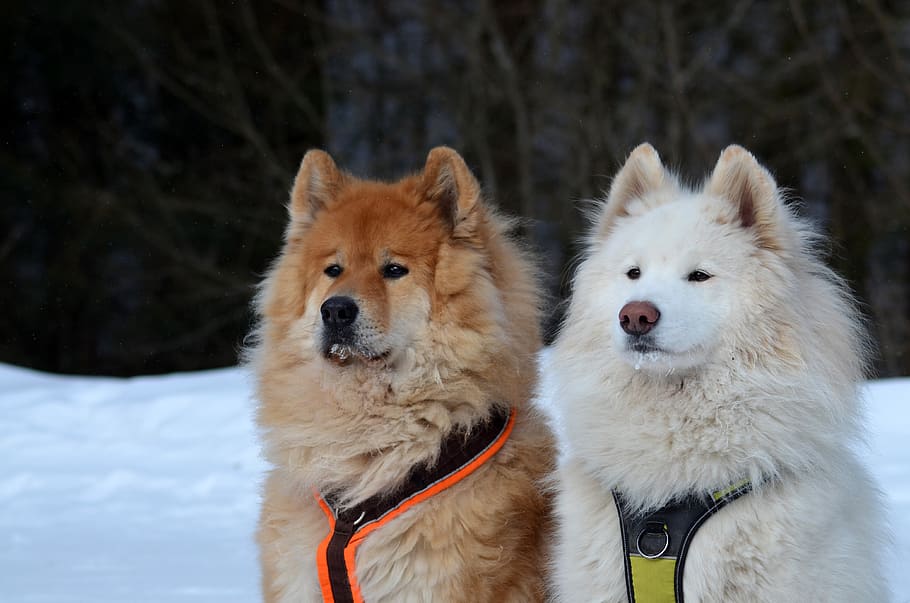 eurasians, samoyed, dog, leisure, nature, purebred dog, animal, outdoor, snow dog, sled dog