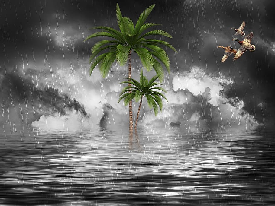rain, cloudy, climate, river, fantasy, nature, water, cloud - sky, sky, palm tree